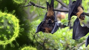 Nipah-Virus-Outbreak-Kerala-India