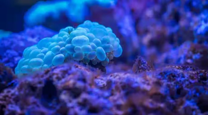 deep-sea-virus-discovery